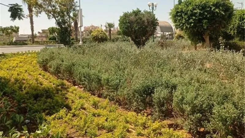 بيان مهم من جهاز بدر بشأن أحدث عمليات الزراعة والتجميل بالمدينة فيديو