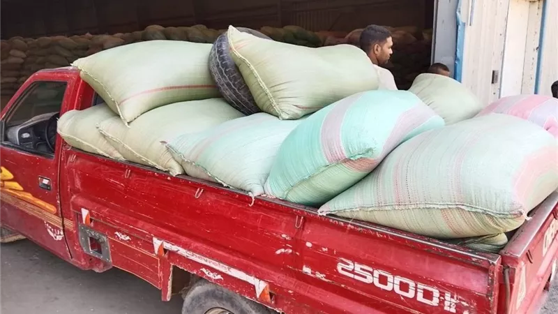 محافظة المنيا تتخطى نصف مليون طن قمح والتوريد مستمر