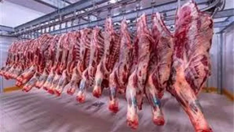طرح اللحوم السودانية بالمجمعات الاستهلاكية بـ 320 جنيها