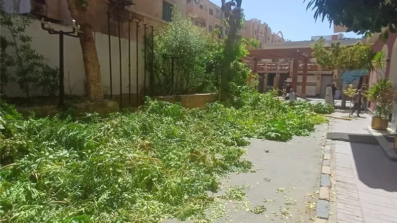 تغريم فندق سياحي بأسوان لتعديه على الأشجار بالقطع الجائر