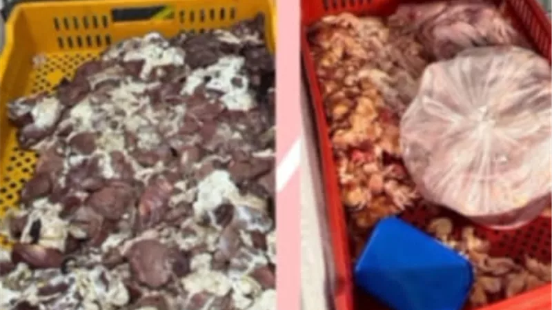 صحة القليوبية تضبط 2 طن دواجن غير صالحة للاستهلاك الآدمي بالخانكة