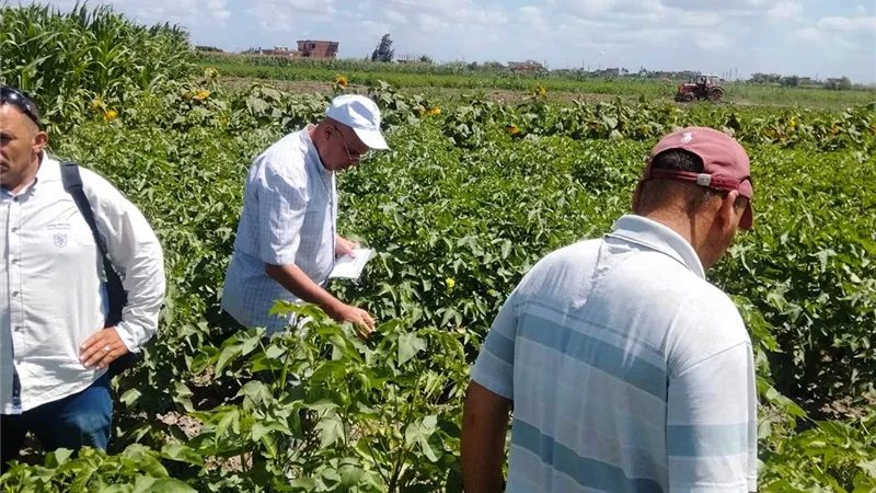 لجنة من مديرية البحيرة للاطمئنان على زراعات القطن والذرة