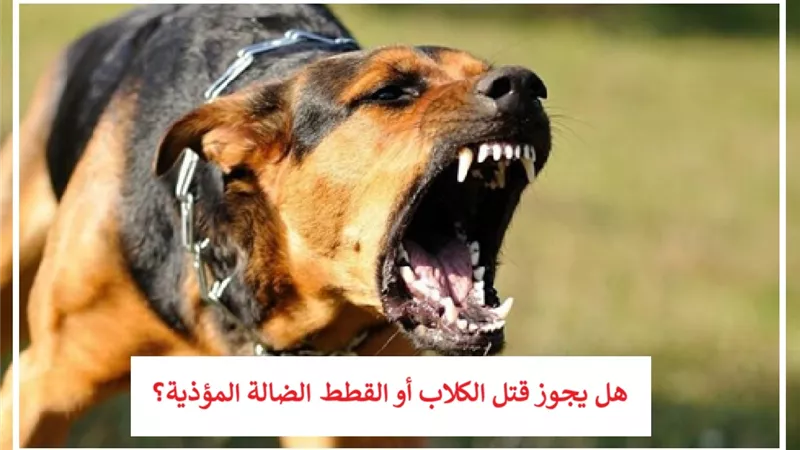 هل يجوز قتل الكلاب أو القطط الضالة المؤذية؟ الإفتاء تجيب