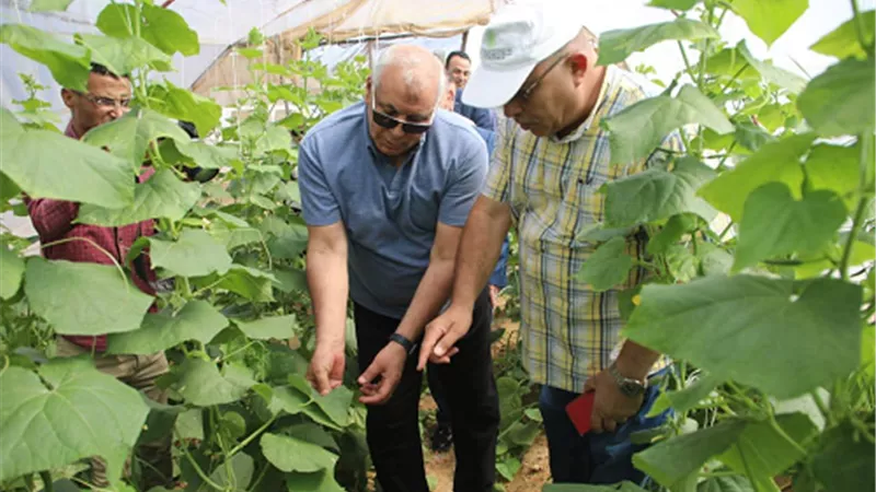 صحراء الوادي الجديدة.. تتحول إلي صوب زراعية