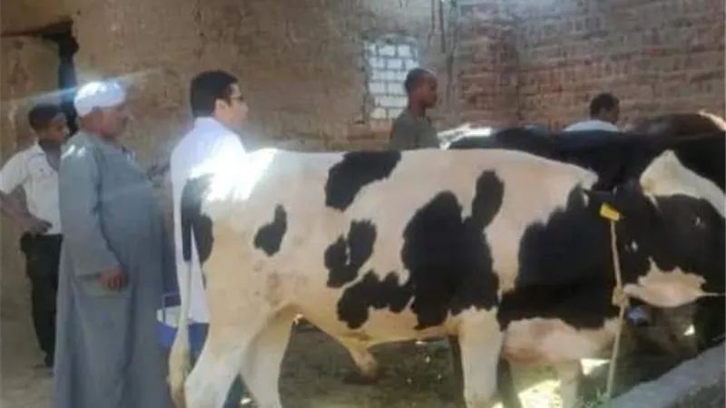 حملة التحصين ضد الحمى القلاعية SAT1 فى الأقصر