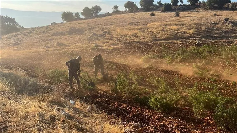 الجيش اللبناني: إتلاف 7 دونمات مزروعة بالحشيش