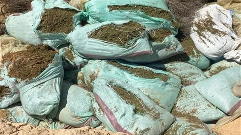 ضبط عصابة خطيرة زرعت قطعة أرض بنبات الهيدرو في الإسماعيلية ..صور