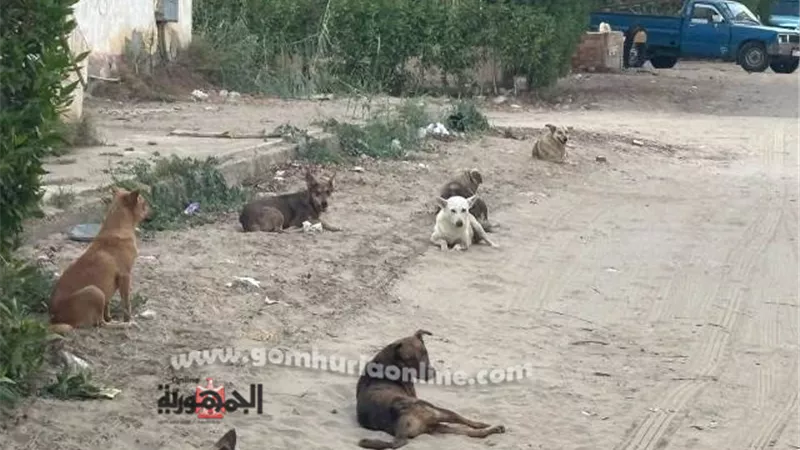 تطعيم الكلاب الضالة ضد مرض السعار برأس البر