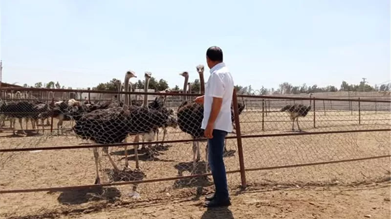 اقامة أكبر مزرعة نعام في مصر على أرض الإسماعيلية..صور