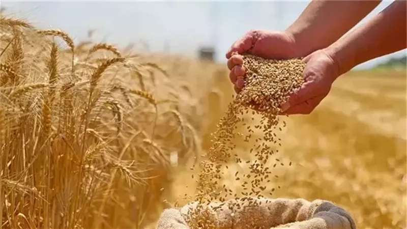 هنغاريا ترفض استئناف استيراد الحبوب الأوكرانية