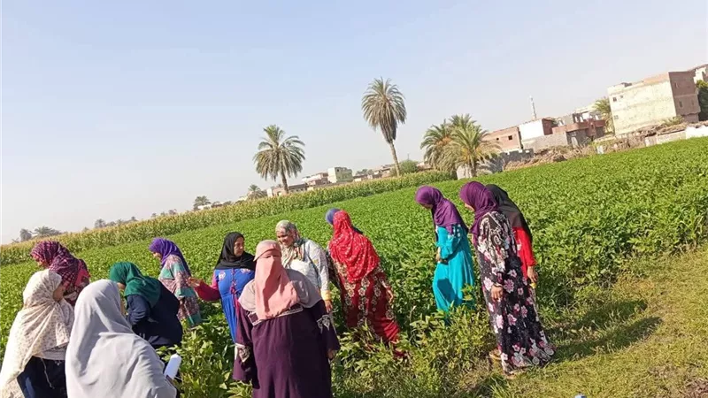 تقديم الدعم الفني للمزارعين بمحافظة المنيا