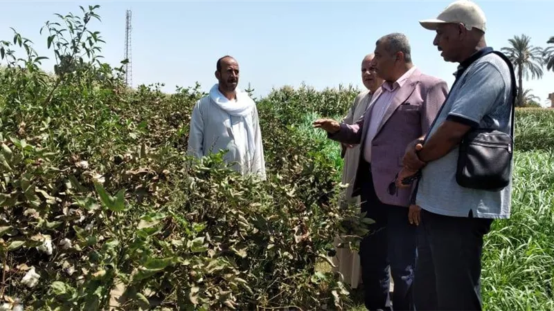محافظ أسيوط يتابع موسم جني القطن ويوجه بالتوعية الزراعية