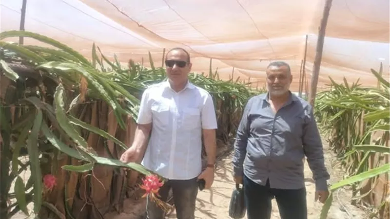 لأول مرة.نجاح زراعة الدراجون فروت الفاكهة الإستوائية بالإسماعيلية