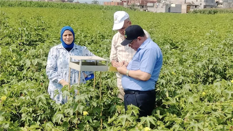 زراعات القطن بالبحيرة مبشرة