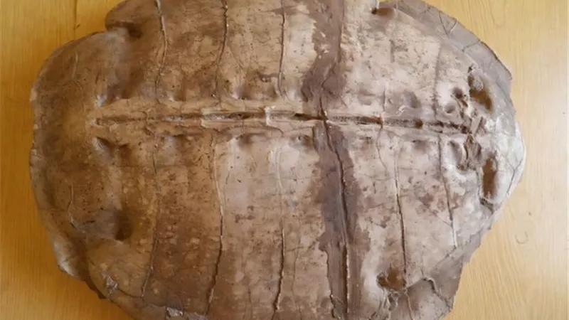 اكتشاف نوع غير معروف من السلاحف البحرية