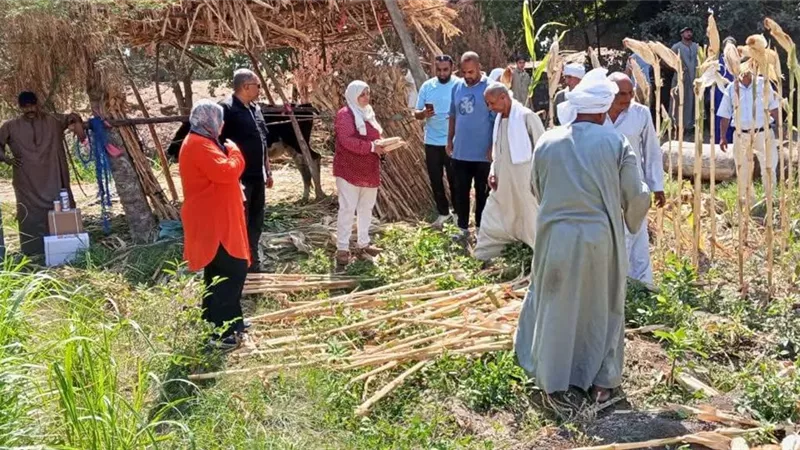 حصاد محصول السمسم بقرية الروبي بسمالوط