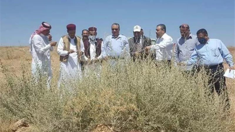 مطروح.. واحة الذهب الأخضر وكنز النباتات الطبية