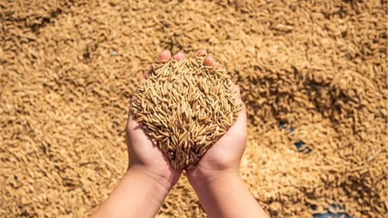 الذهب الأبيض يزين الحقول ويلبي الاحتياجات