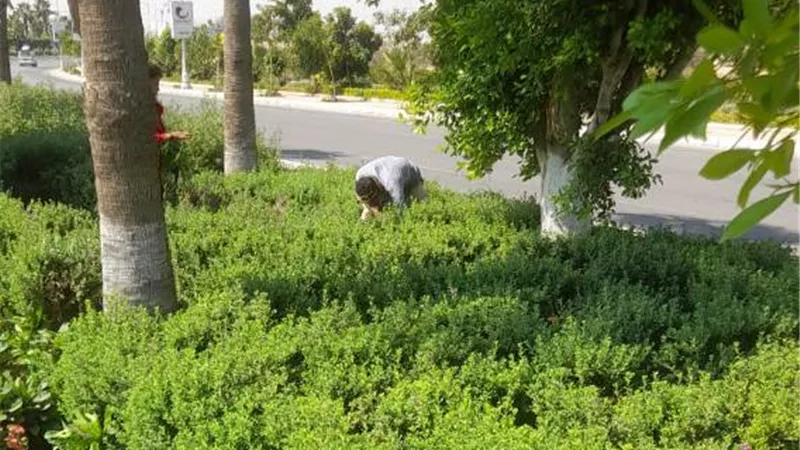 جهاز بدر يعلن استخدام تقنية جديدة لأول مرة للحفاظ على المزروعات فيديو
