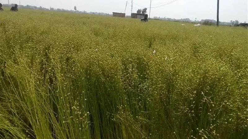 ندوة إرشادية للنهوض بمحصول الكتان في الشرقية