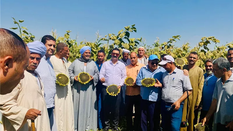 زراعة سوهاج تحتفل بعيدالفلاح في حصاد عباد الشمس
