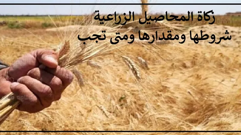 زكاة المحاصيل الزراعية .. شروطها ومقدارها ومتى تجب؟ الإفتاء تجيب