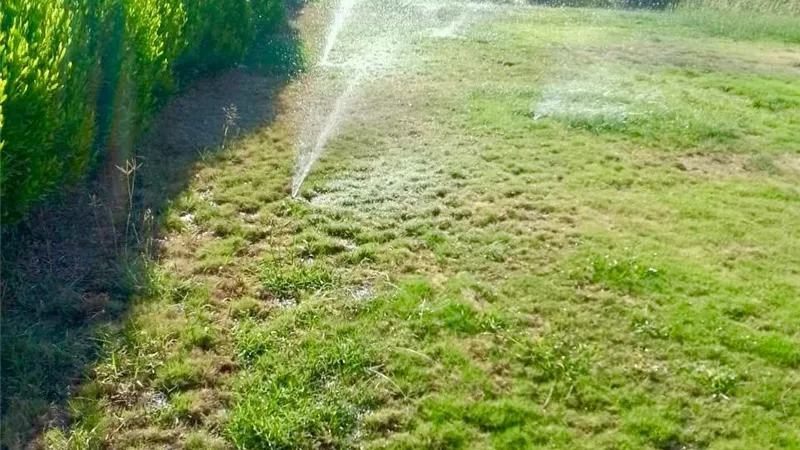 السويس الجديدة تزرع آلاف الأشجار بالحي الصناعي