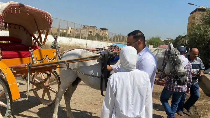 محافظ الجيزة: تحصين 160 ألف رأس ماشية ضمن الحملة القومية الثانية