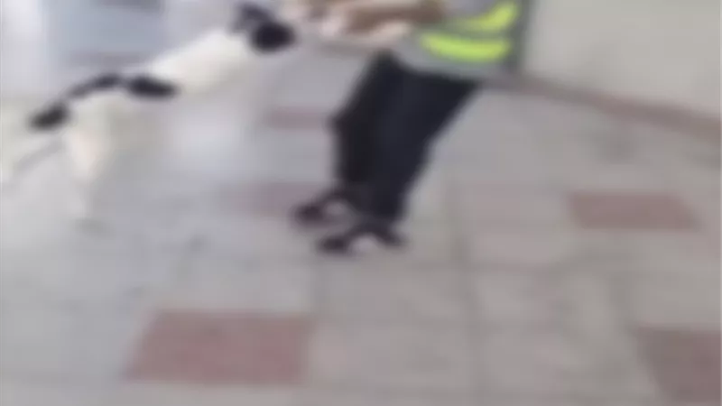 ضبط عامل بمحطة وقود لتعديه على كلب بمطروح