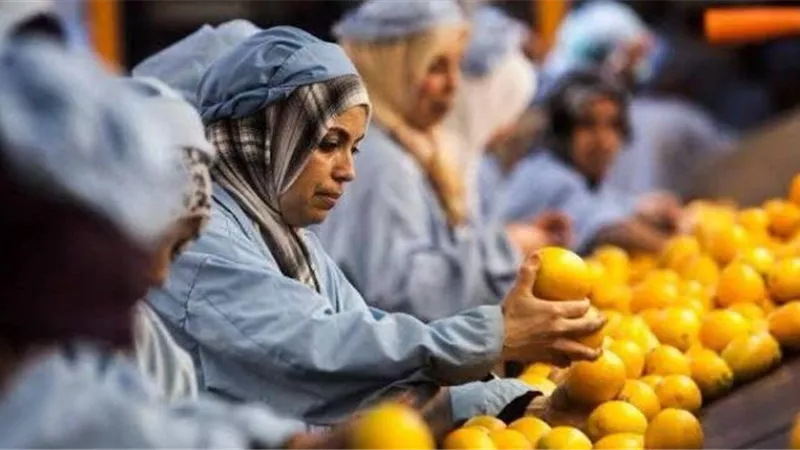 الصادرات الزراعية المصرية تتجاوز 7.2 مليون طن