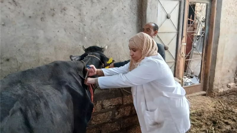 محافظ أسيوط: 94 ألف رأس ماشية حصيلة الحملة القومية للتحصين