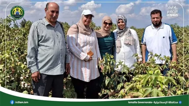 لأول مرة..بدء موسم حصاد القطن في الإسماعيلية ببرنامج الجني المحسن