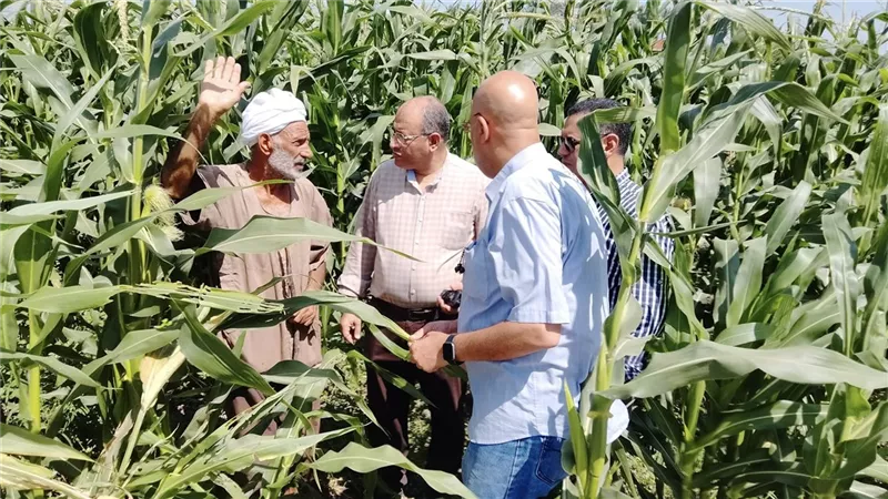 وكيل زراعة البحيرة يتفقد زراعات الذرة والاستعداد لموسم حصاد الأرز