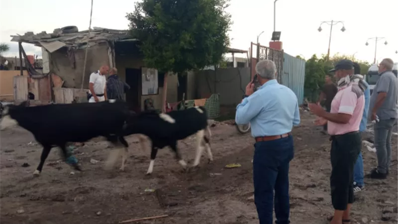محافظ بورسعيد يشدد بتكثيف حملات جمع المواشى بشوارع الحرة