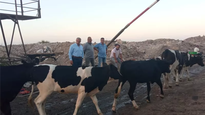 محافظ بورسعيد يشدد بتكثيف حملات جمع المواشى بشوارع الحرة