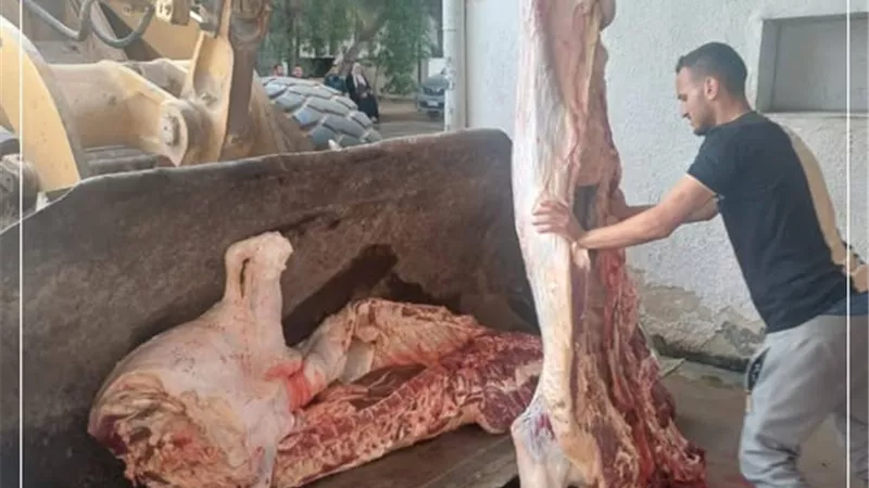 إعدام عجل مصاب بالتقيح في الإسماعيلية..صور
