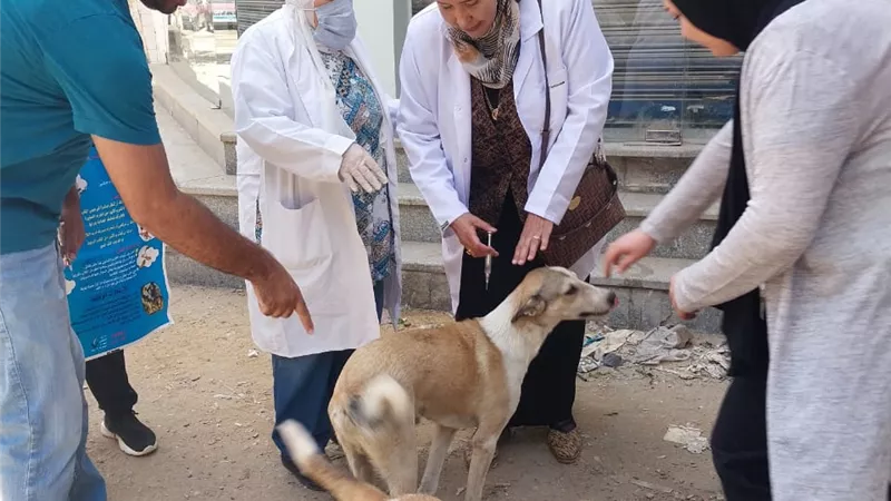 الطب البيطرى بالسويس تحصن الكلاب الضالة بالغريب