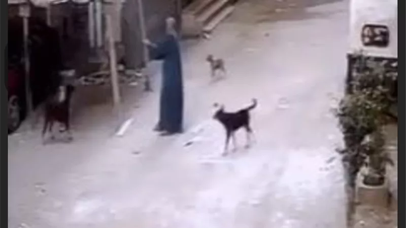 ضبط شخص تعدى على كلب ضال بالجيزة