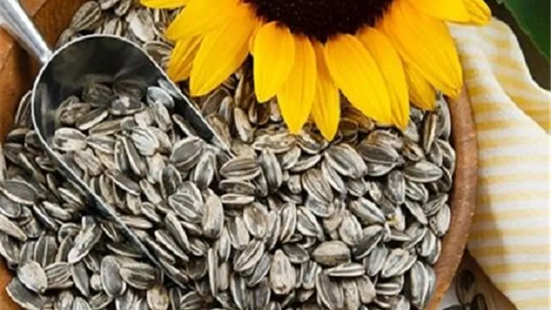 اللب السوري .. فوائده الصحية ومخاطر الإفراط في تناوله
