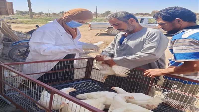 ضبط 4 أطنان من اللحوم الفاسدة وتحضين الماشية من الامراض