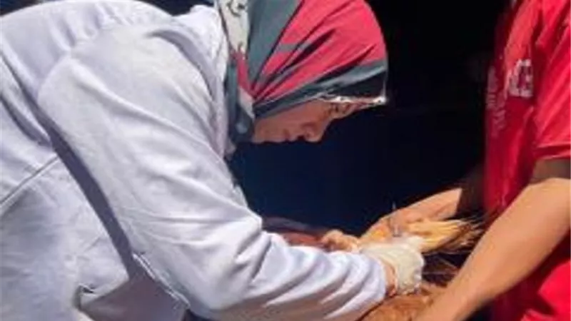 الشرقية.. تحصين 254 الفا و515 طائرا ضد مرض أنفلونزا الطيور