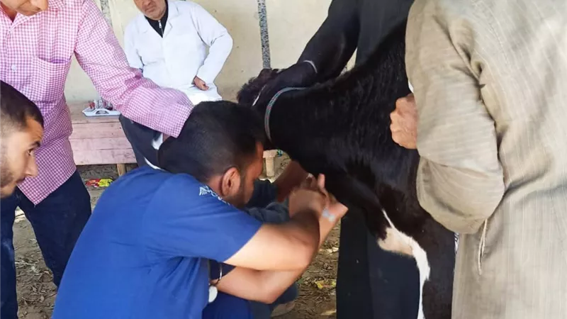 جامعة المنيا تطلق قافلة بيطرية بقرية 