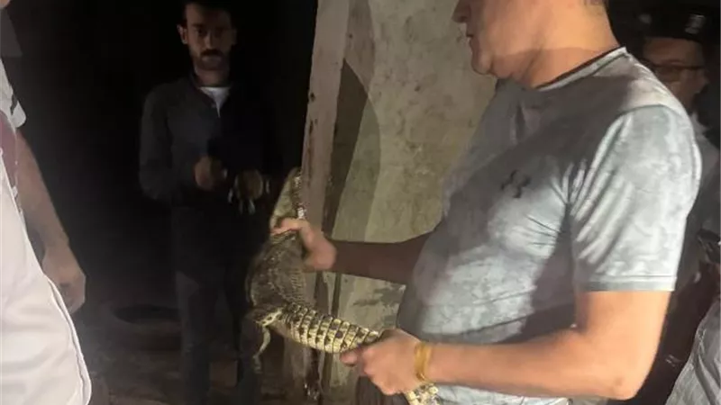الجيزة توضح ملابسات العثور على تمساح نيلى صغير بحدائق الأهرام