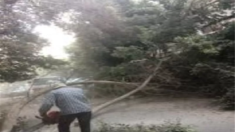 محافظة الجيزة تزيل شجرة ضخمة مائلة بالعجوزة قبل سقوطها