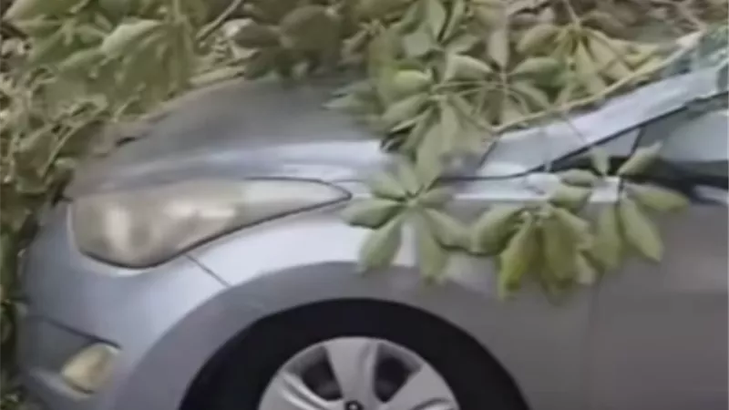 تحطم سيارة لسقوط شجرة ضخمة يثير الذعر في الكيت كات