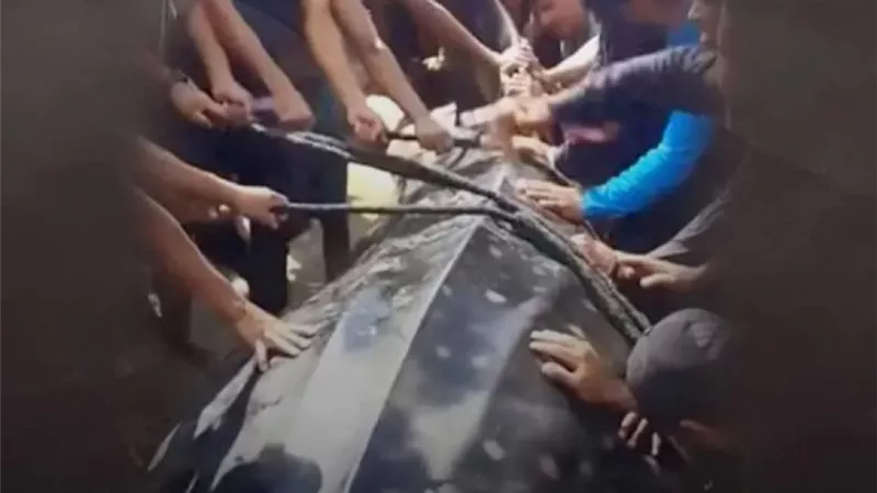 خبير بحري: سمكة القرش الحوتي في غزة نادرة وتكفي لإطعام 14 ألف شخص