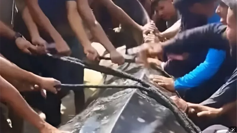 العلماء يكشفون سر ظهور سمكة القرش الحوتي على شواطئ غزة