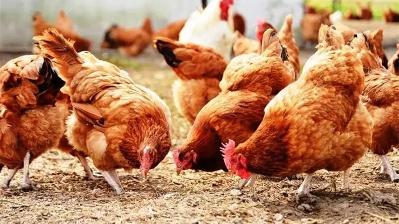 هل على تربية الطيور والدواجن في المنازل زكاة؟.. أمينة الفتوى تجيب