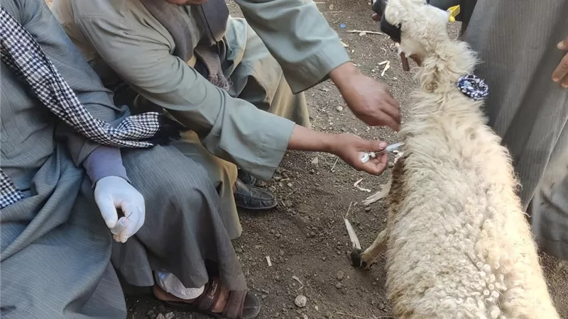 بدء فعاليات الحملة القومية الثالثة للتحصين ضد مرض الحمى القلاعية