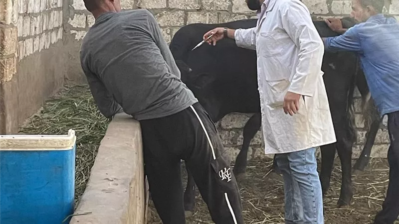 الجيزة:انطلاق الحملة القومية الثالثة للتحصين ضدمرض الحمى القلاعية